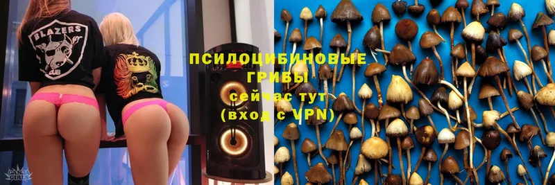 цены   Белорецк  кракен ссылки  Псилоцибиновые грибы Cubensis 